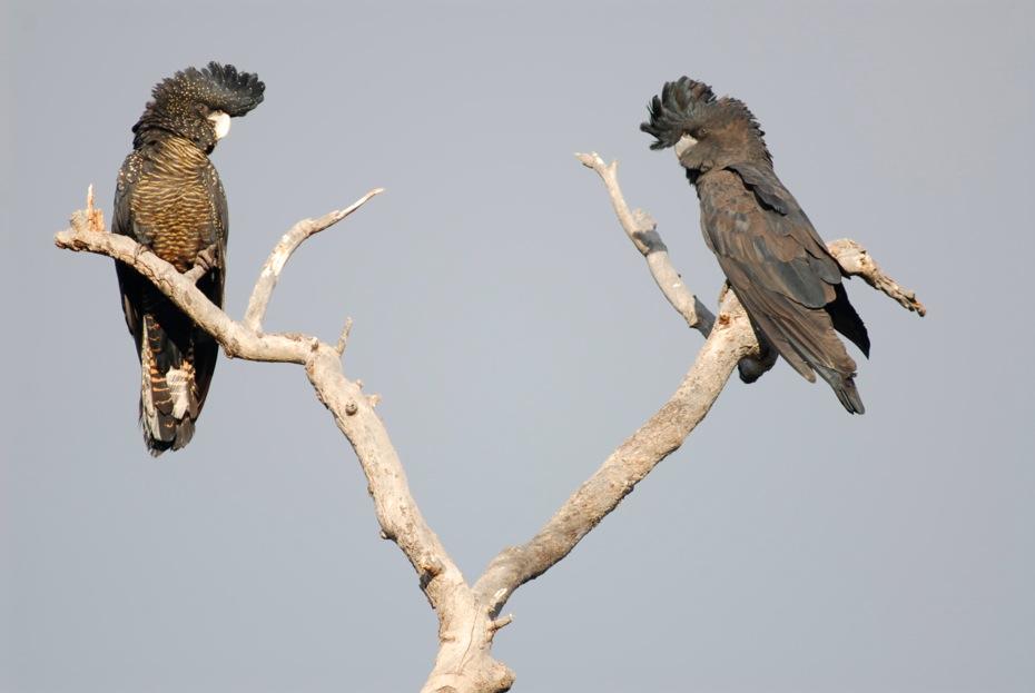 Forest Redtailed Black Cockatoo Gallery Western Australian Museum